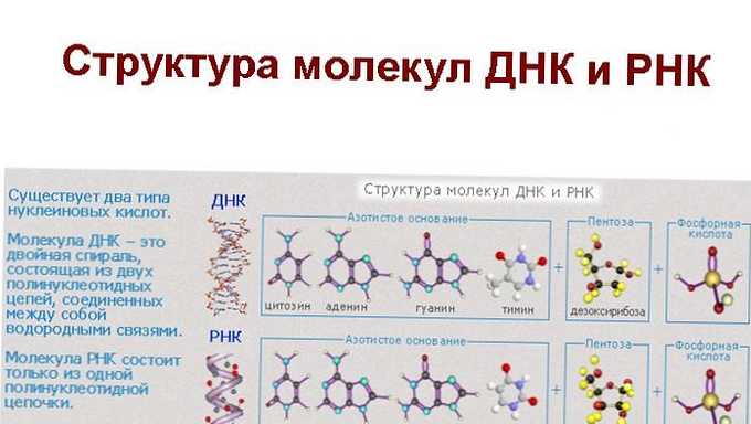 Rozdiel medzi DNA a RNA