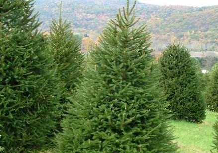 Perbedaan antara pohon Natal dan pohon cemara