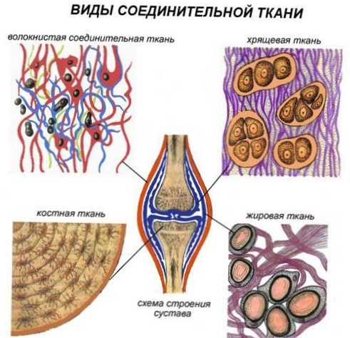 Rozdíl mezi epitelovou tkání a pojivovou tkání