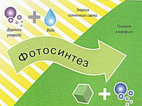 Разликата между фотосинтезата и хемосинтезата