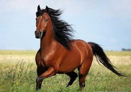 Razlika između konja i konja