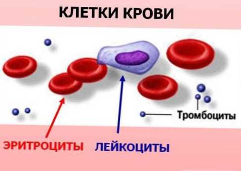 Разлика између белих крвних ћелија и црвених крвних зрнаца