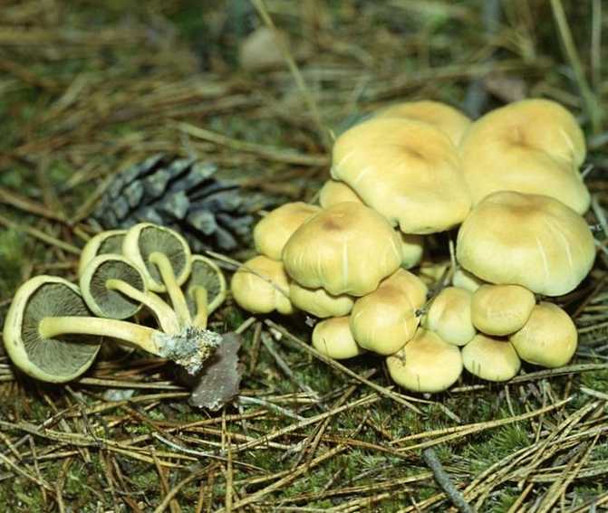 Rozdíl mezi falešnými a běžnými houbami