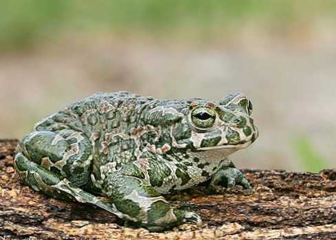 Разлика између жабе и жабе