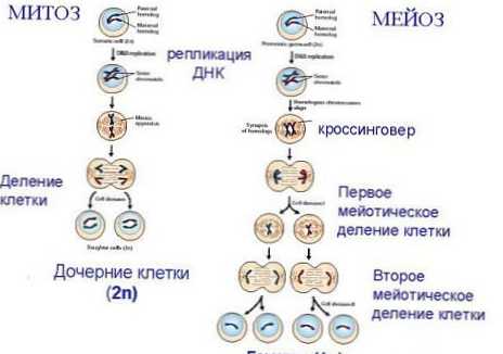 Rozdíl mezi mitózou a meiózou