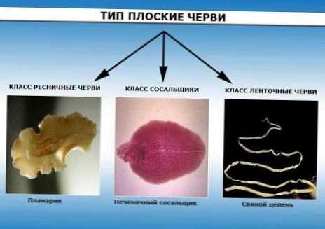 Різниця між молюсками і черв'яками