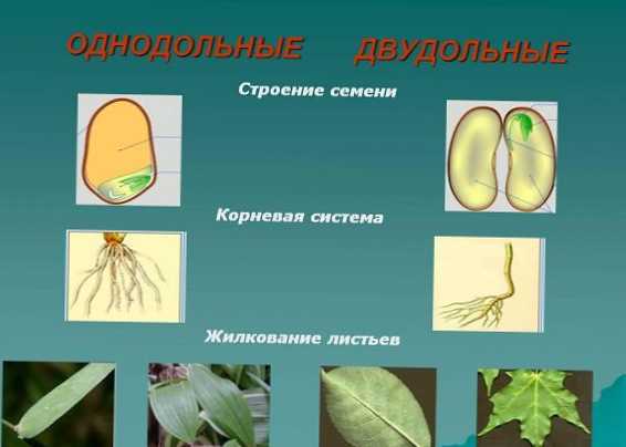 Різниця між однодольними і дводольними рослинами