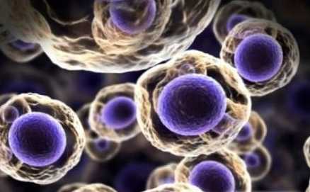 Różnica między jednokomórkowym a wielokomórkowym