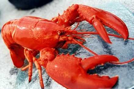 Perbedaan antara lobster dan lobster