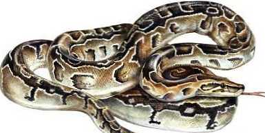 Rozdíl mezi pythonem a boa constrictorem