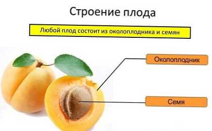 Perbedaan antara buah dan biji