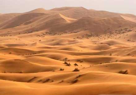 Perbedaan antara padang pasir dan padang rumput
