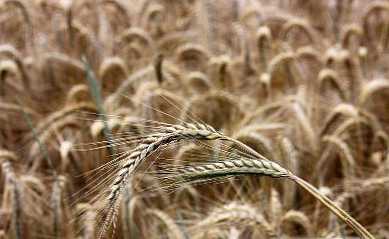 Rozdiel medzi ražou a pšenicou