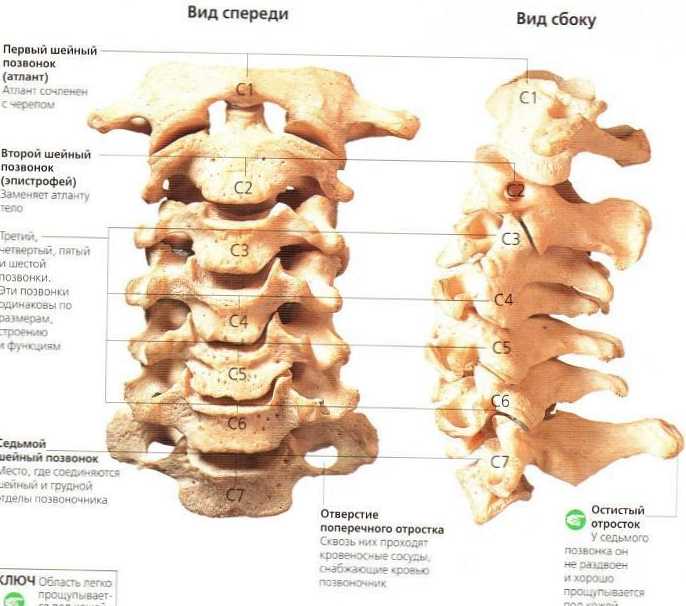 Rozdiel medzi krčnými stavcami a stavcami ostatných častí chrbtice