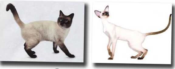 Разликата между тайландските и сиамските котки