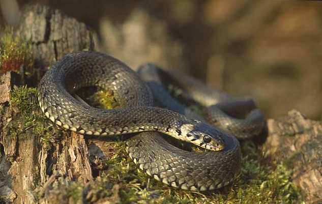 Razlika između zmije i zmije