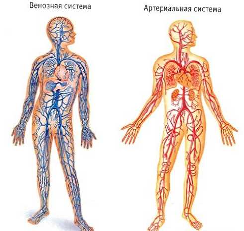 Разликата между вените и артериите