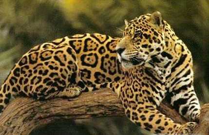 Rozdiel medzi jaguárom a leopardom