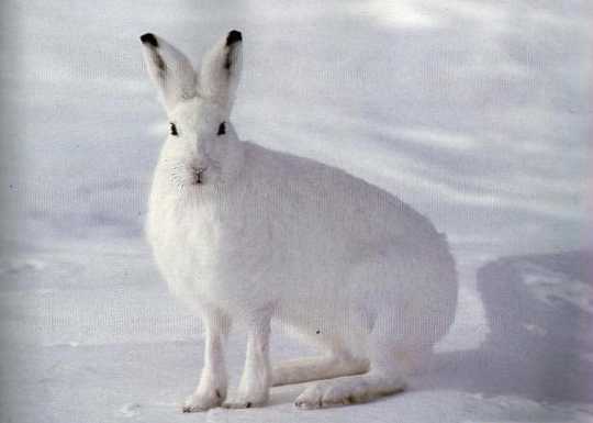 Rozdiel medzi zajacom a zajacom