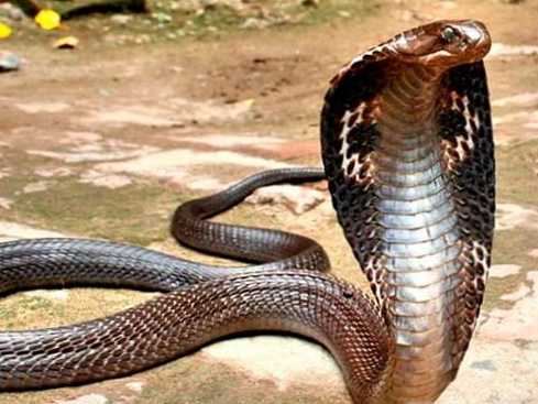 Perbedaan antara ular dan kadal