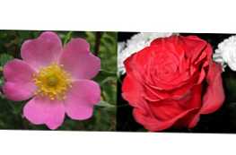 Vrtnica in šipka - kako se razlikujeta?