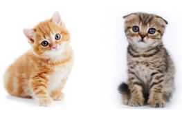 У чому різниця між капловухими котами британцями і шотландцями?