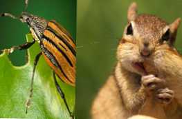 Kakšna je razlika med žuželko in živaljo
