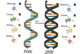 Jaký je rozdíl mezi strukturou molekul DNA a RNA