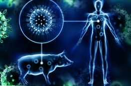 По какво се различава свинският грип от нормалния