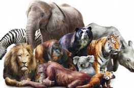Hogyan különböznek az állatok az emlősöktől?