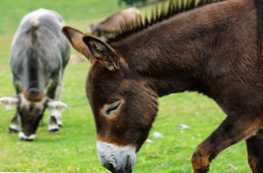 Magarac i magarac - postoji li razlika između njih?